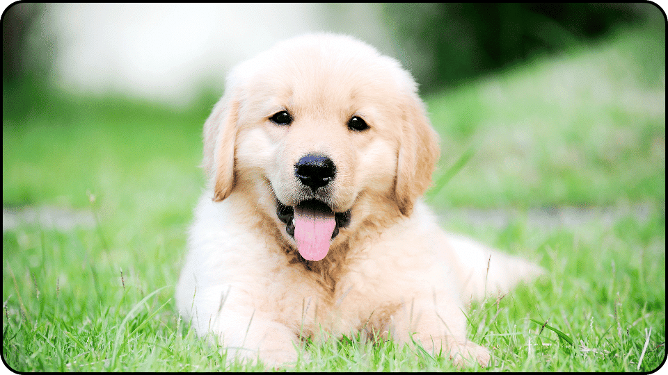 how to raise a puppy A cheerful golden retriever resting on the grass with its tongue out looking relaxed and content