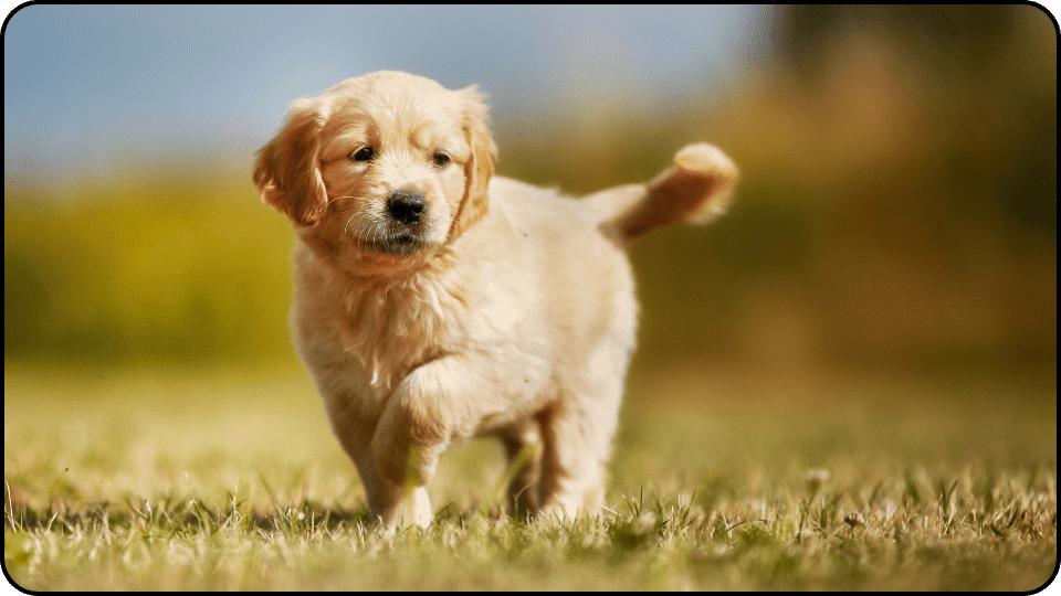 how to raise a puppy A cute golden retriever puppy dashing happily across a vibrant grassy area