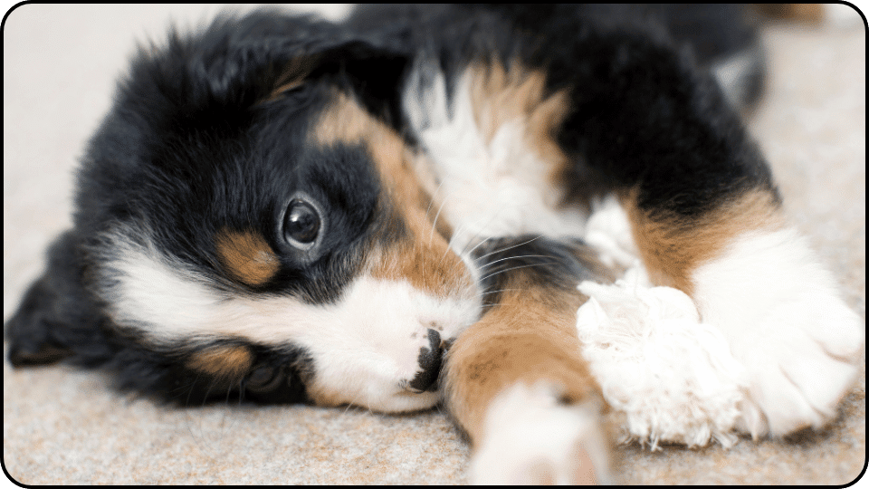 how to raise a puppy A fluffy puppy lounging comfortably on the floor enjoying a peaceful moment