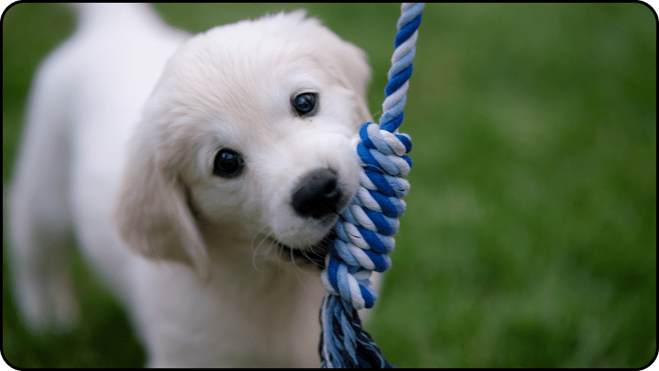 how to raise a puppy A fluffy white puppy joyfully playing with a vibrant blue rope radiating happiness