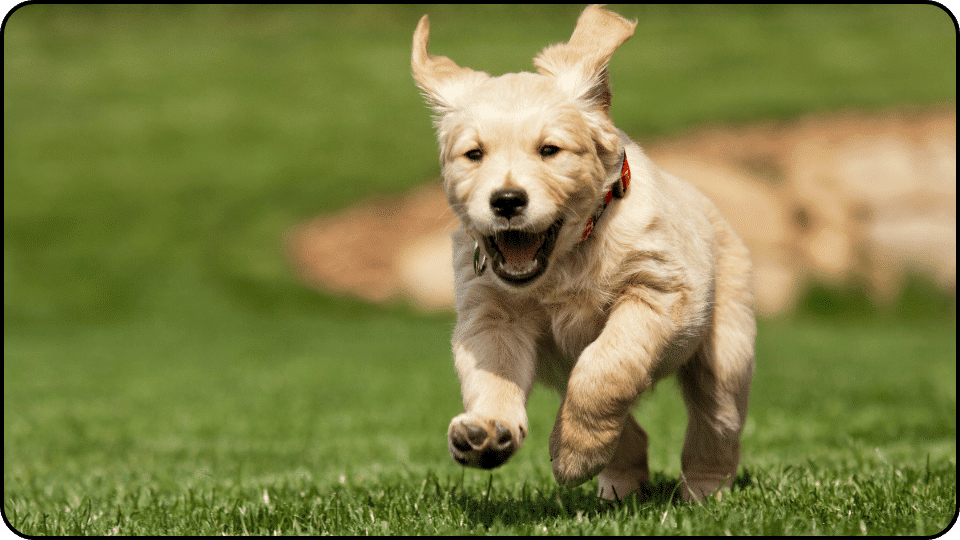 how to raise a puppy A happy golden retriever sprinting through vibrant green grass full of energy and