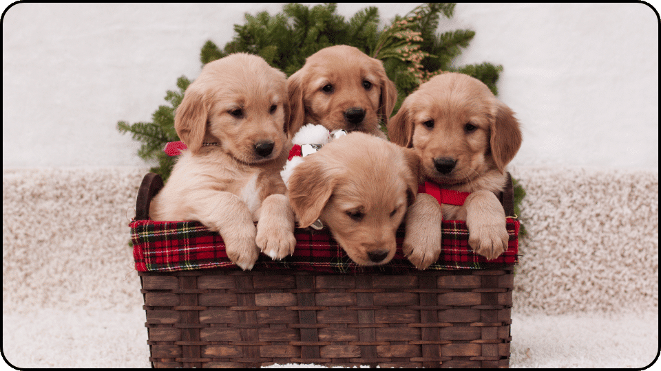 how to raise a puppy Four adorable puppies snuggled together in a cozy basket looking playful and ready for fun