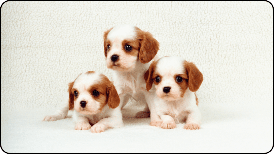 how to raise a puppy Three adorable puppies sitting together on a clean white surface looking playful and curious