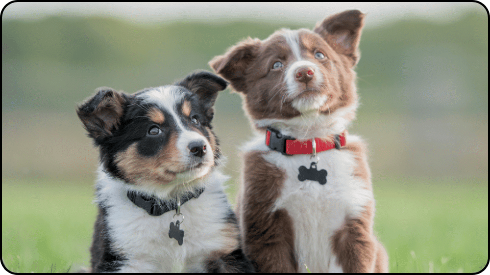how to raise a puppy Two playful puppies on the grass looking up with innocent eyes capturing a moment of curiosity