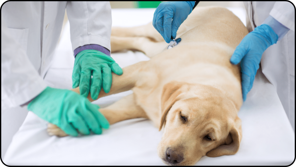 your pets response to treatment and if their condition is continuing to decline